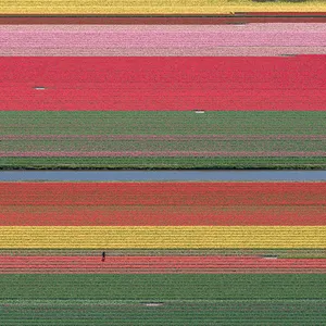 AV_Tulip_Fields_036