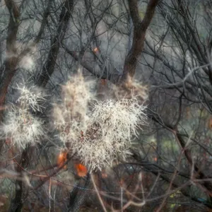 Ghosts of the Woodland — Veiled Nature IV (VIII)