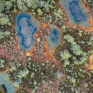 THE_BOG_001