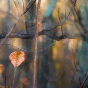 Solitary Leaf — Veiled Nature II (VIII)