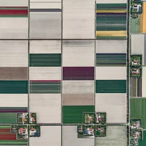 AV_Tulip_Fields_001