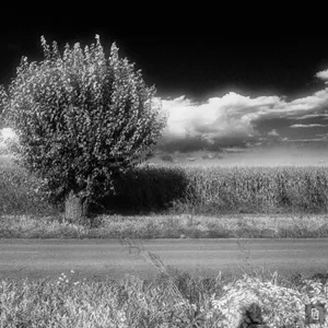 Solitary Horizon (I)