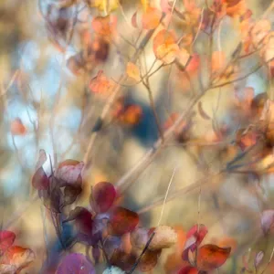Whispers of Autumn _ Veiled Nature I _ (VIII)
