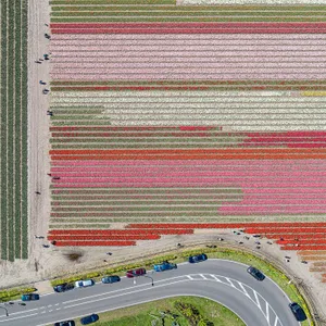AV_Tulip_Fields_038