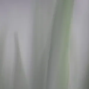 Out Of Focus - XI