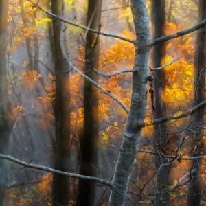 Autumn Light — Veiled Nature III (VIII)