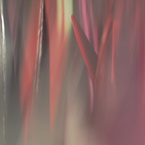 Micro-Rêverie - VIII