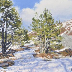 Pins sur le Mont Mézenc enneigé